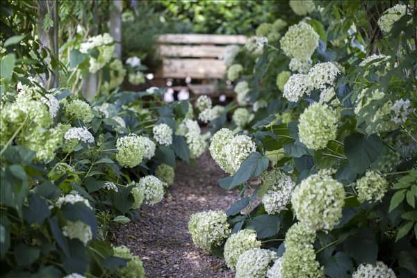 Hydrangea arborescens 'Annabelle'