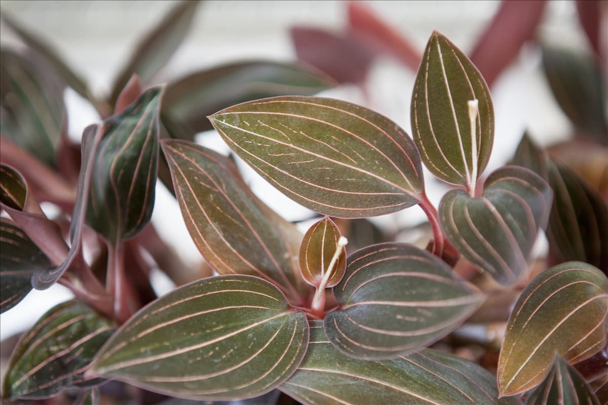Ludisia discolor Juwelorchidee