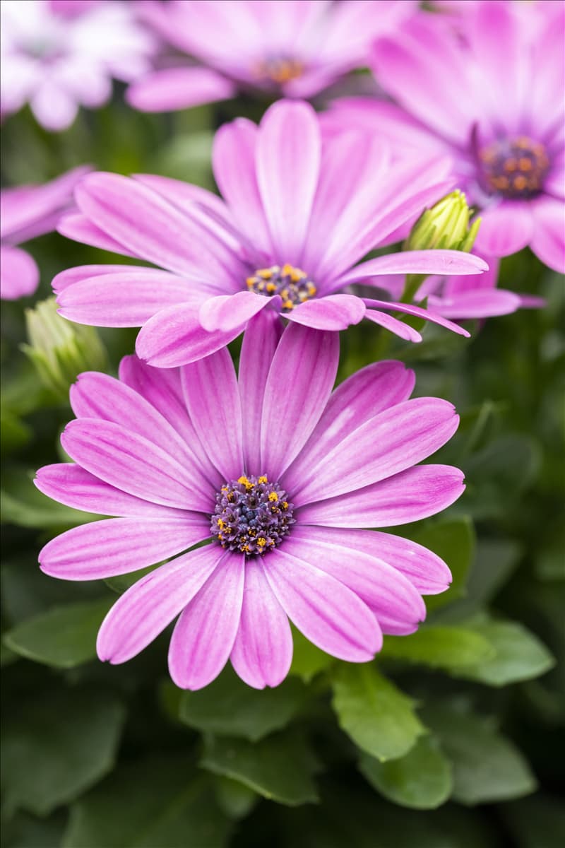 Osteospermum ecklonis 'FlowerPower'®
