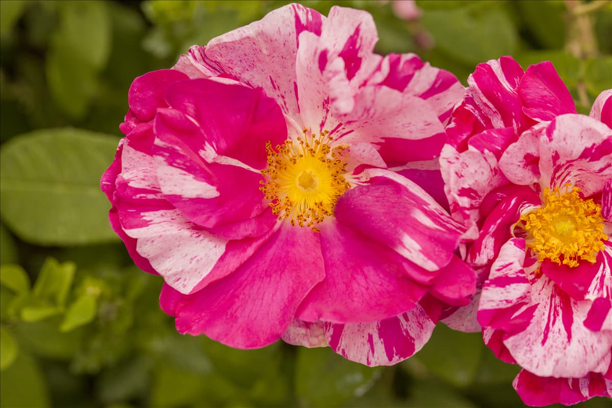 Kleinstrauchrose Kleinstrauchrose