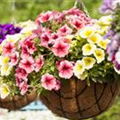 Petunia 'Potunia'®