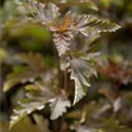 Physocarpus opulifolius 'Red Baron'