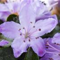 Rhododendron molle ssp. japonicum