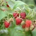 Rubus idaeus 'Polka'®