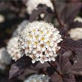 Physocarpus opulifolius 'Summer Wine'®