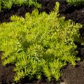 Sedum reflexum 'Green Cushion'