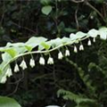 Polygonatum odoratum