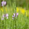 Physostegia virginiana 'Bouquet Rose'