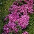 Rhododendron obtusum 'Anne Frank'