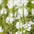 Physostegia virginiana 'Schneekrone'