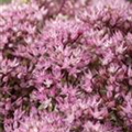 Sedum spectabile 'Crystal Pink'