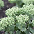 Sedum telephium