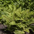 Polystichum setiferum