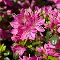 Rhododendron obtusum 'Kermesina'