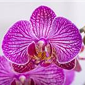 Phalaenopsis 'Andorra'