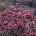 Sedum telephium 'Desert Black'