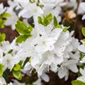 Rhododendron obtusum 'Kermesina Alba'