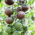 Solanum lycopersicum var. cerasiforme 'Black Cherry'