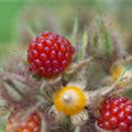 Rubus phoenicolasius