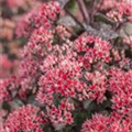 Sedum telephium 'Desert Red'