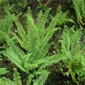 Polystichum setiferum 'Proliferum Herrenhausen'