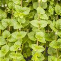 Satureja douglasii 'Indian Mint'