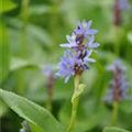 Pontederia cordata