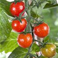 Solanum lycopersicum var. cerasiforme 'Tomatoberry'