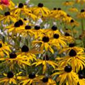 Rudbeckia fulgida 'Early Bird Gold'®