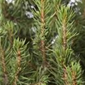 Picea glauca 'Zuckerhut'