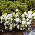 Rhododendron obtusum 'Schneeperle'®