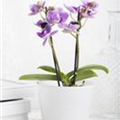 Phalaenopsis Mini