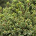 Picea glauca 'Echiniformis'