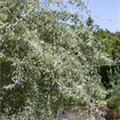 Pyrus salicifolia