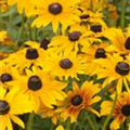 Rudbeckia hirta