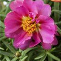 Portulaca grandiflora