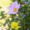 Portulaca grandiflora 'Carnaval'