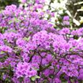 Rhododendron 'Praecox'