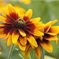 Rudbeckia hirta 'Cherokee Sunset'®