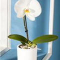 Phalaenopsis 'Singolo'®