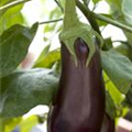 Solanum melongena