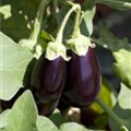 Solanum melongena 'Patio Black F1'