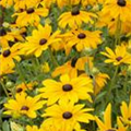 Rudbeckia hirta 'Indian Summer'®