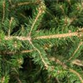 Picea 'Little Santa'®