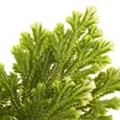 Selaginella martensii