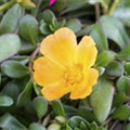 Portulaca oleracea