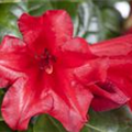 Rhododendron repens 'Scarlet Wonder'