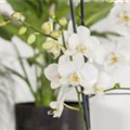 Phalaenopsis 'Tropic Snowball'