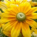 Rudbeckia hirta 'Prairie Sun'