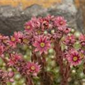 Sempervivum arachnoideum